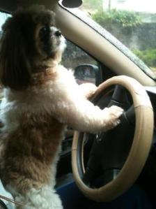 Baby Boy driving me around :)